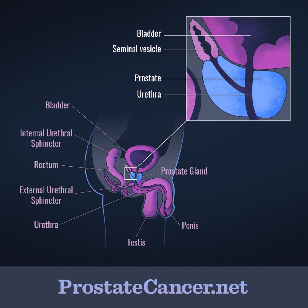 prostate fonction