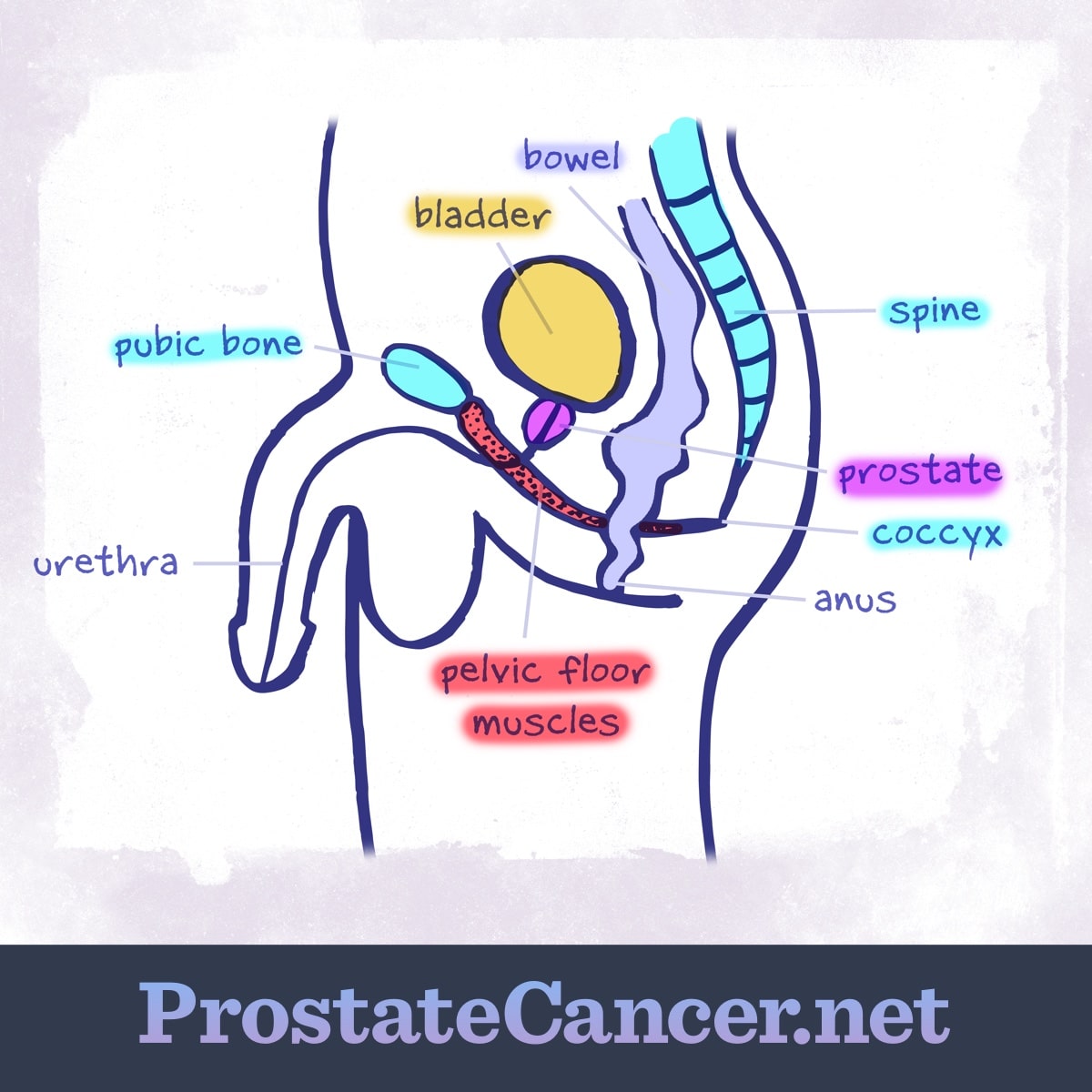 diagram of pelvic floor and surrounding organs